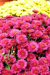 tata-sfantavineri2015_0926_104514_50835386018_o