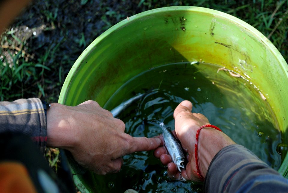 Juvenile Chinook salmon surveyed from the mainstem of the Klamath River, Oregon