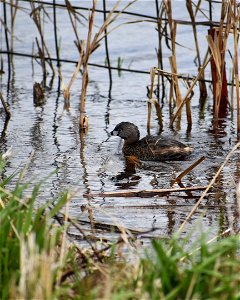 Pied-billed Grebe swimming on Lake Andes Wetland Management District South Dakota.