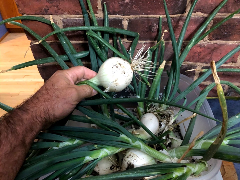 A Bit Bigger Than Store Bought Ones