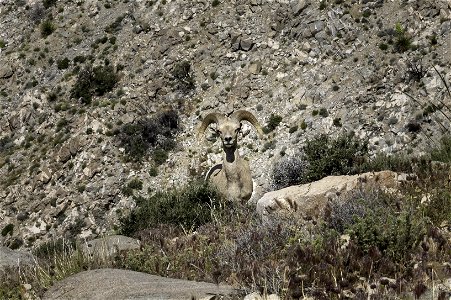 Desert Bighorn sheep (Ovis candensis nelsoni) near Keys View