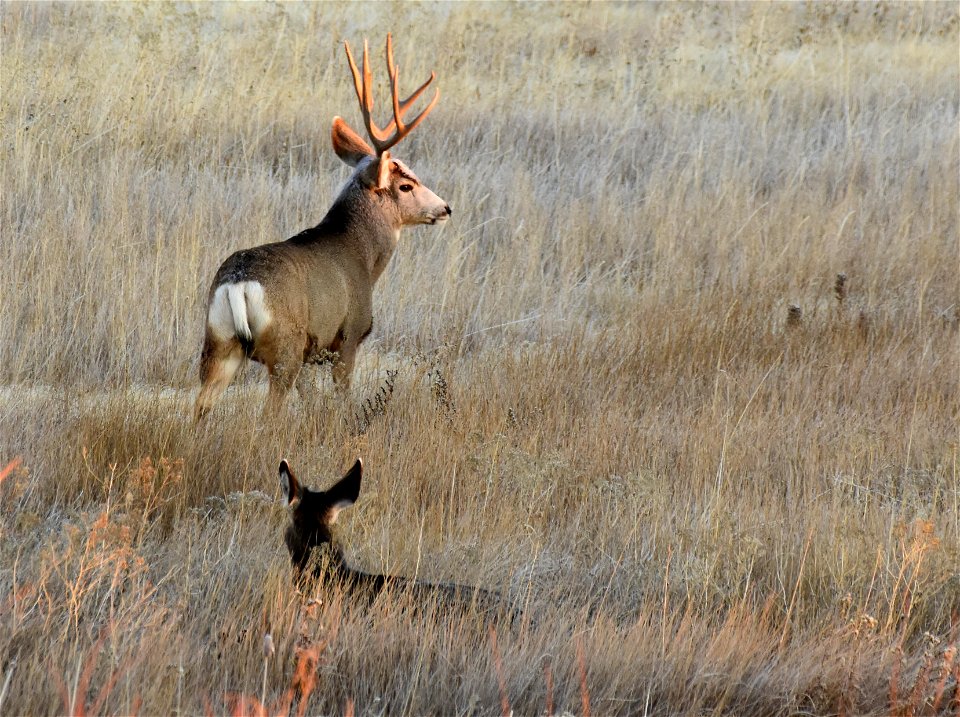 Mule deer at Seedskadee National Wildlife Refuge