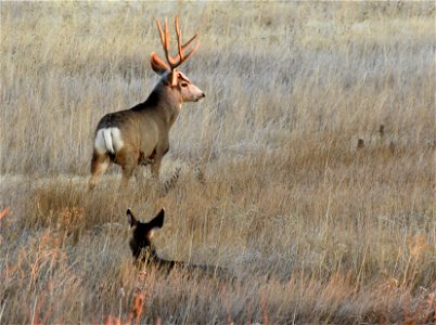 Mule deer at Seedskadee National Wildlife Refuge