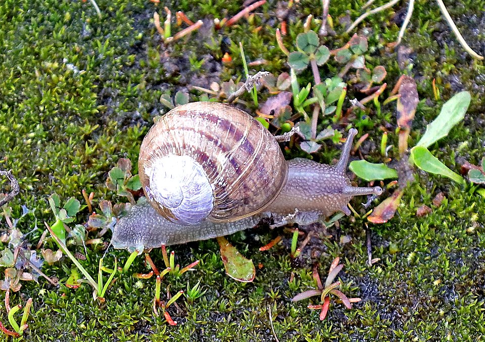 SNAIL, ROUNDED (Discus rotundatus) (04-13-2023) Point St George, Del Norte Co, ca -01