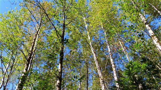 Green Timbers Urban Forest Park