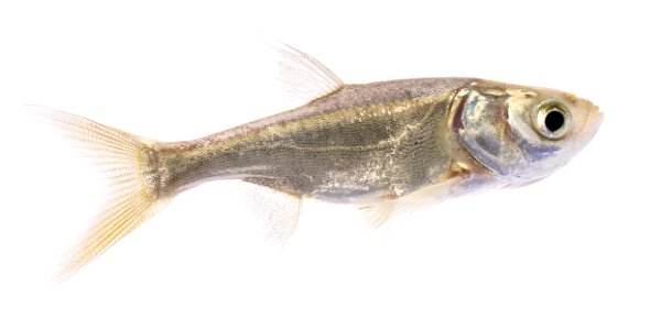 Bighead Carp Juvenile (Hypophthalmichthys nobilis) (2) photo