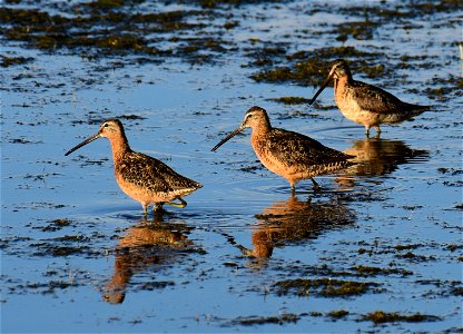 Long-billed dowitcher at Seedskadee National Wildlife Refuge Wyoming photo