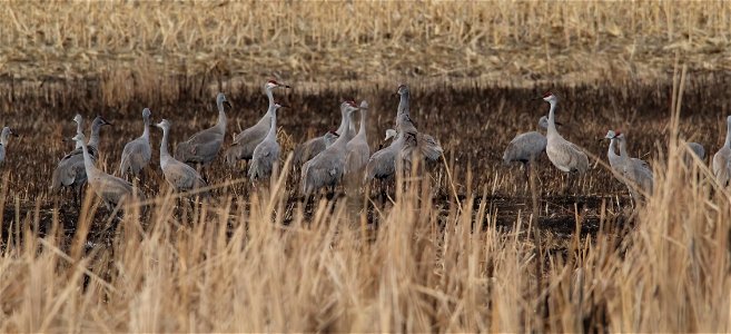 Sandhill Cranes Huron Wetland Management District South Dakota