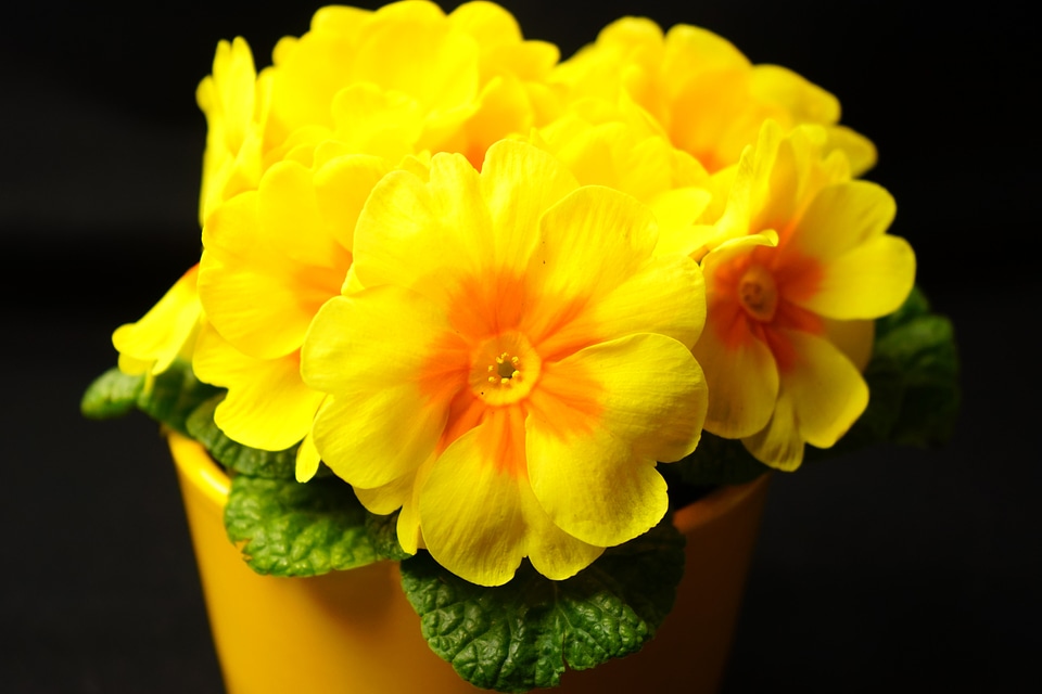 Bloom yellow primrose greenhouse