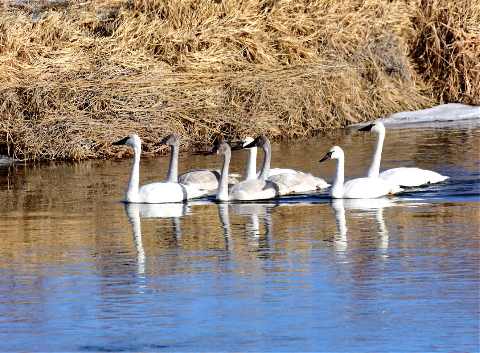 Trumpeter swans at Seedskadee National Wildlife Refuge