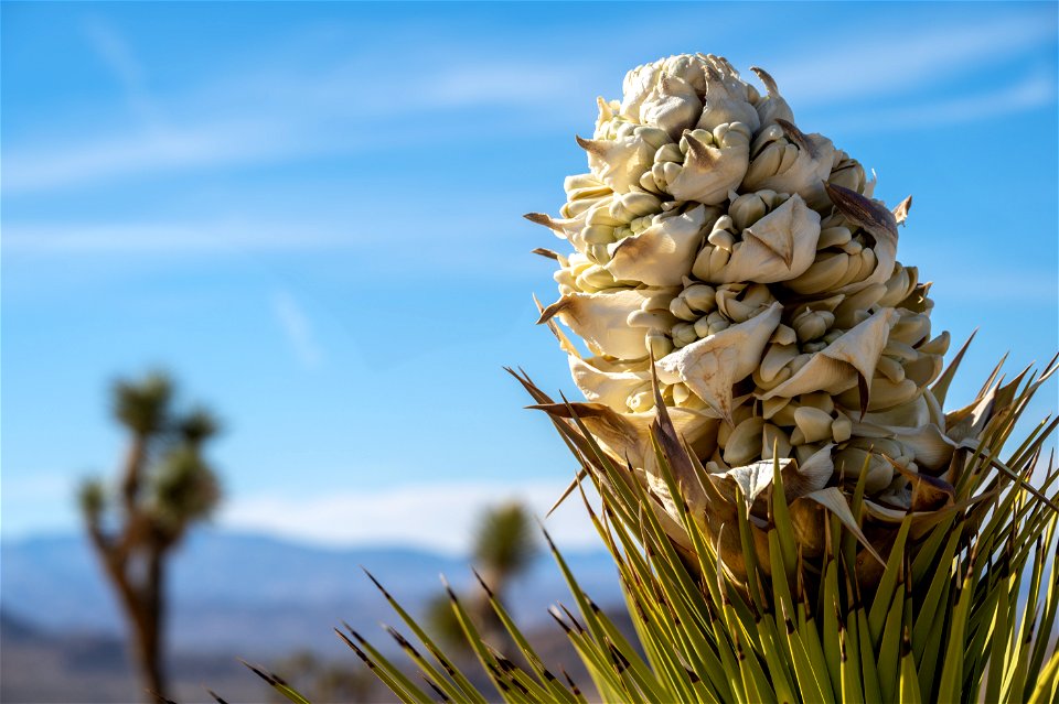 Joshua Tree Flowers in Bloom
