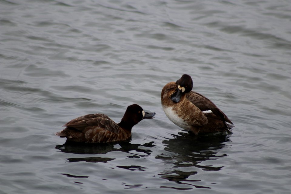 Lesser Scaup Lake Andes National Wildlife Refuge South Dakota