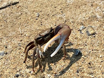 Fiddler Crab at Blackwater National Wildlife Refuge photo