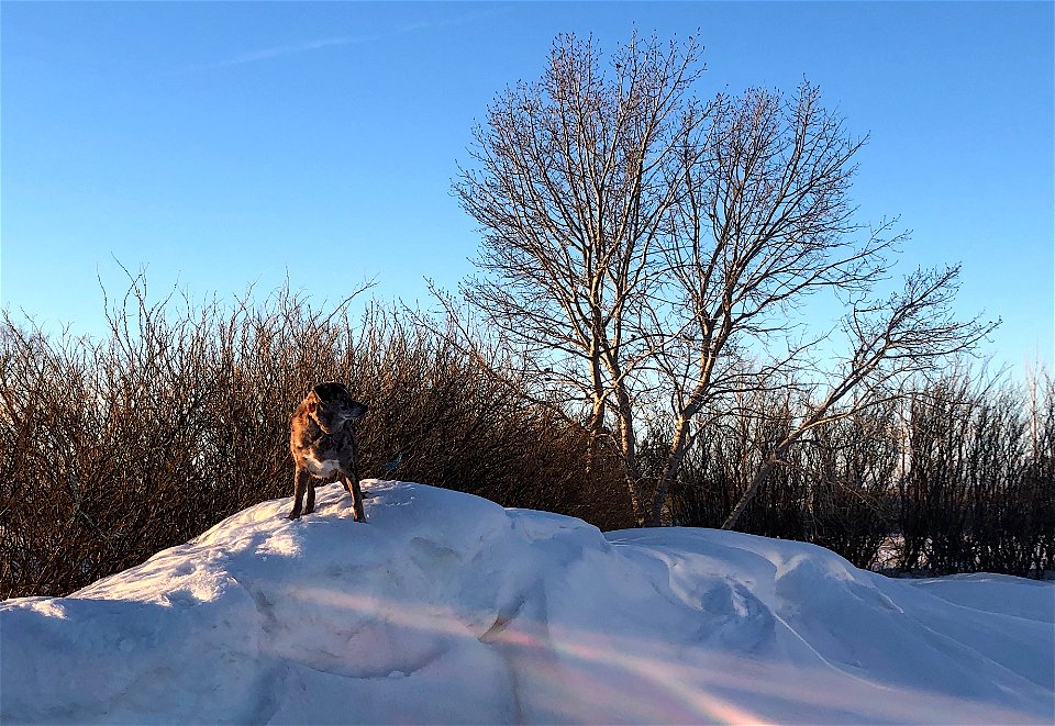 Felix Copies My Snow Surf