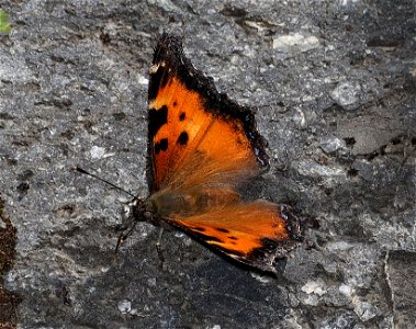 TORTOISESHELL, CALIFORNIA (Nymphalis californica) (06-22-2022) bear basin - jawbone rd junction area, six rivers nat forest, del norte co, ca -01