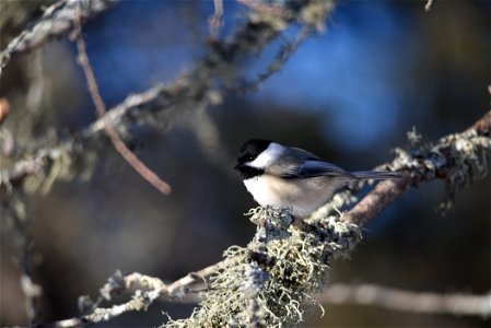 Black-capped chickadee perched in a tree photo
