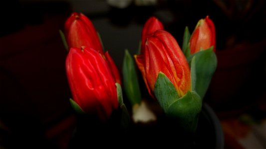 tulips_lalele-2023_0219_080856