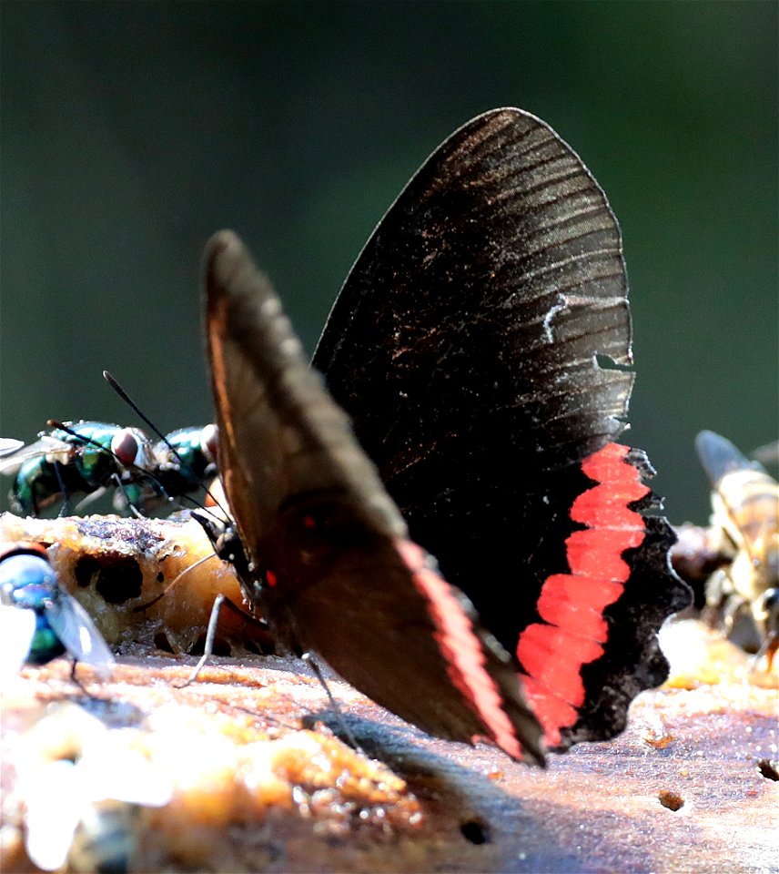 RED RIM (Biblis hyperia) (01-01-2022) the butterfly center, mission, hidalgo co, tx -02