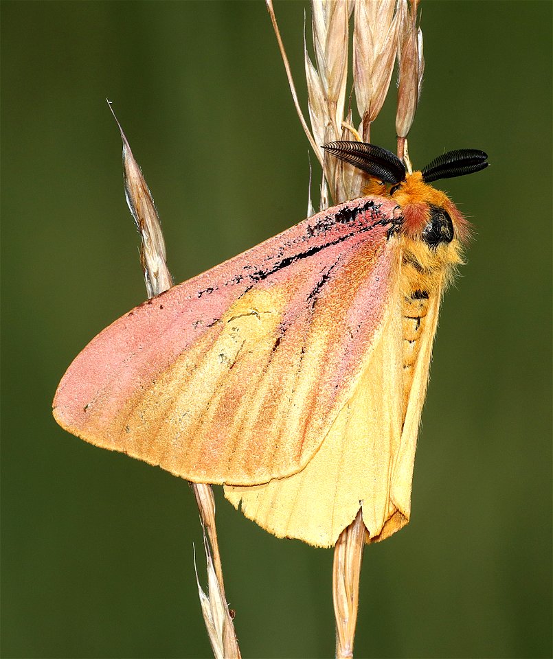 MOTH, sp (08-03-2022) 5500 ft, table mt, cascade-siskiyou nat monument, jackson co, or -01