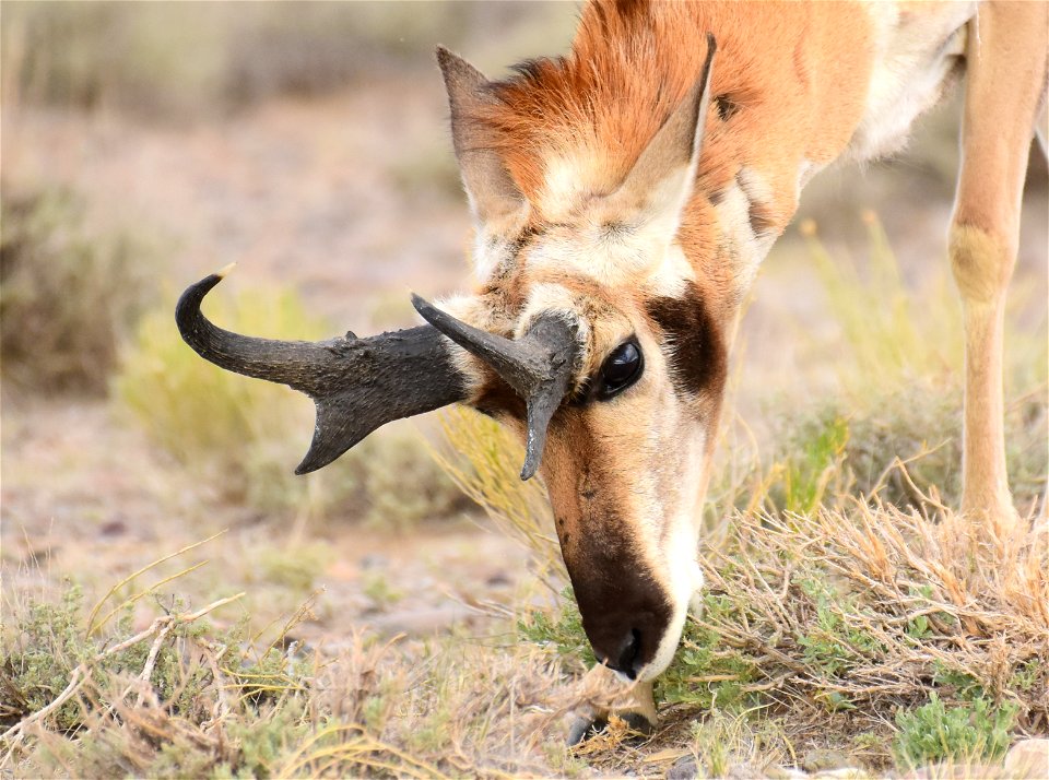 Pronghorn at Seedskadee National Wildlife Refuge
