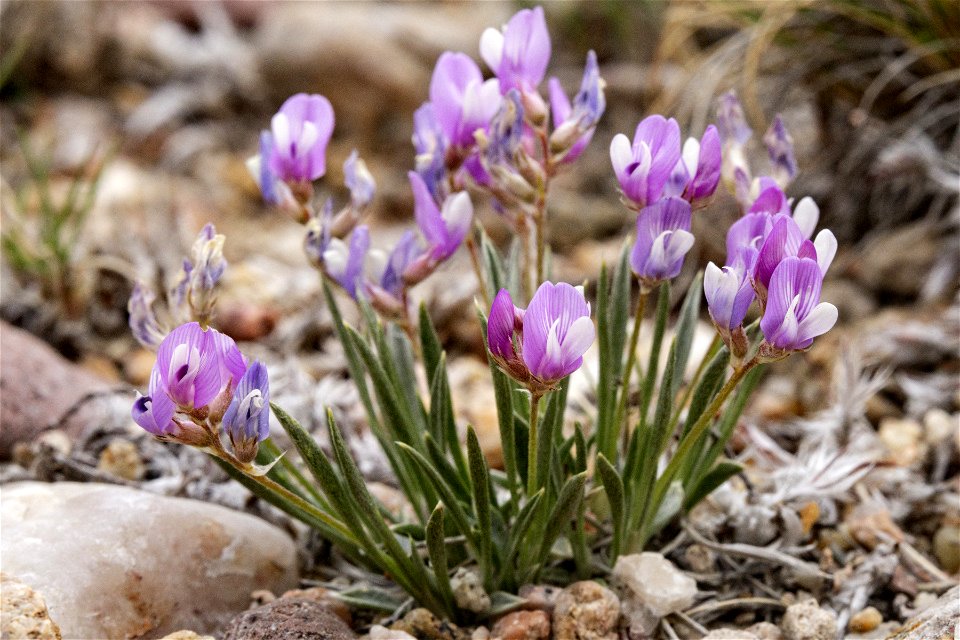 Astragalus spatulatus
