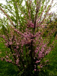 Herestrau Park in spring (150)