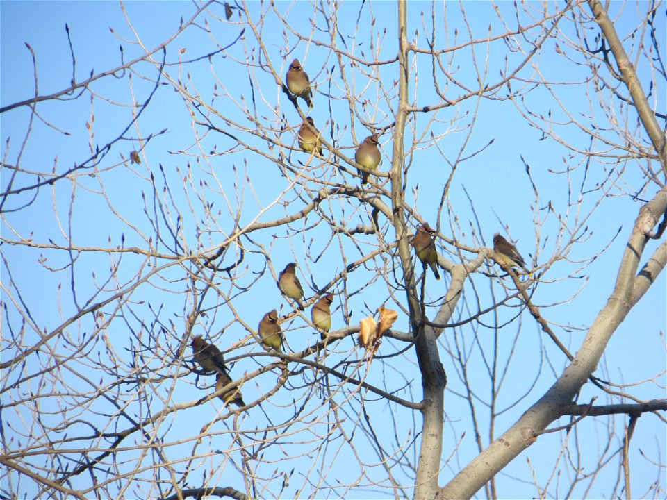 Cedar Waxwings Lake Andes National Wildlife Refuge South Dakota photo