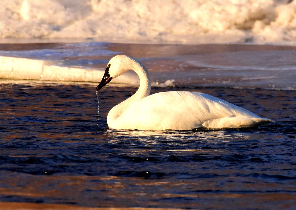 Trumpeter swans at Seedskadee National Wildlife Refuge