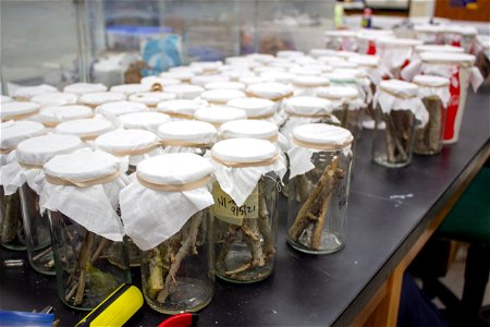 Oystershell scale mitigation field trip 12/7/21