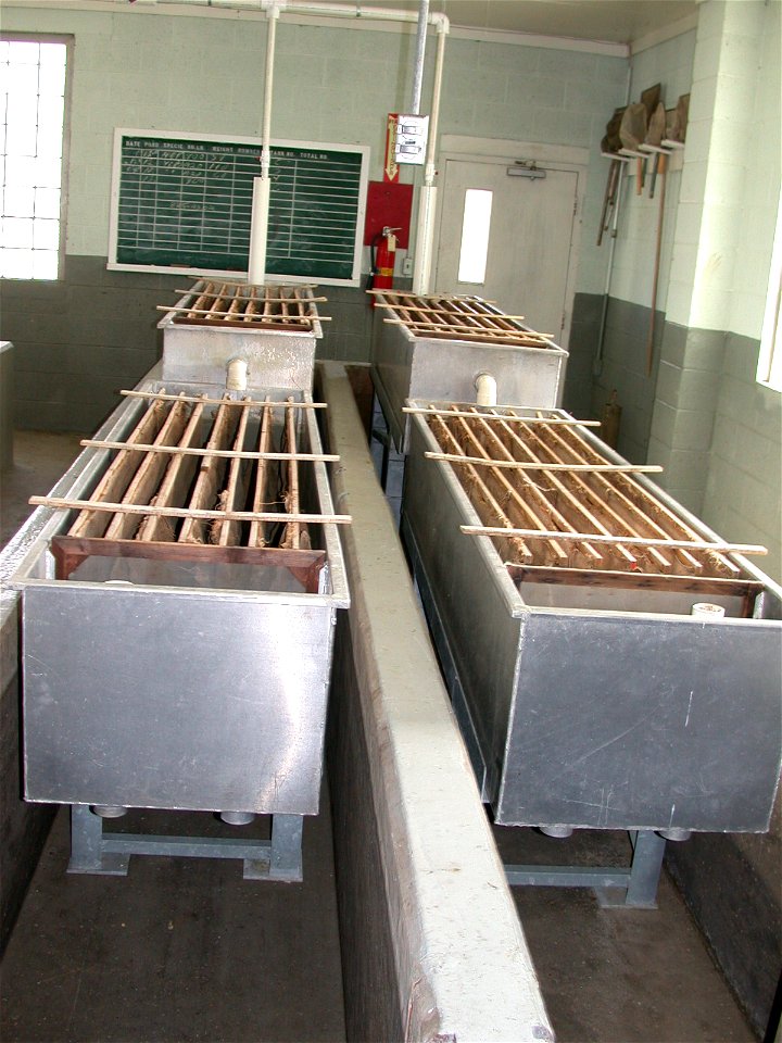 Fry Troughs at Fish Hatchery photo