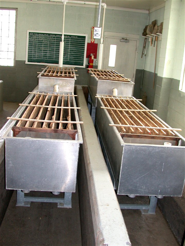 Fry Troughs at Fish Hatchery