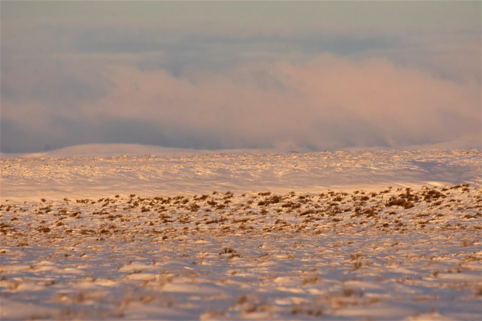 Winter scene in Sage Steppe at Seedskadee National Wildlife Refuge