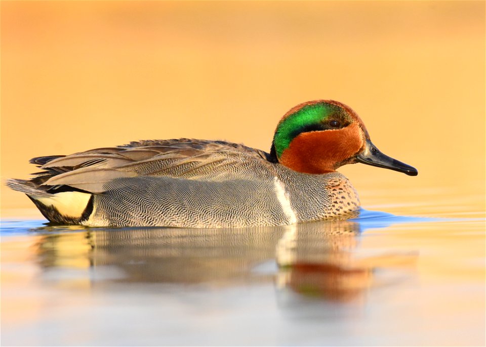 Green-winged teal at Seedskadee National Wildlife Refuge