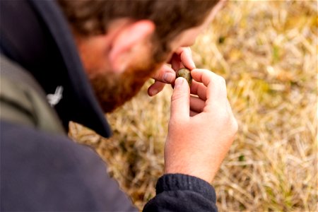 Checking a shorebird egg for signs of hatch. photo