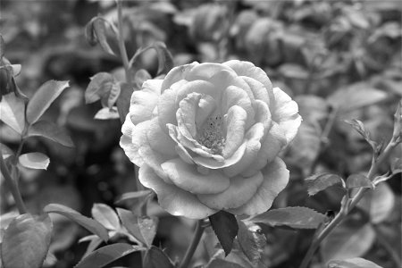 NYC Botanical Garden - Rose garden photo