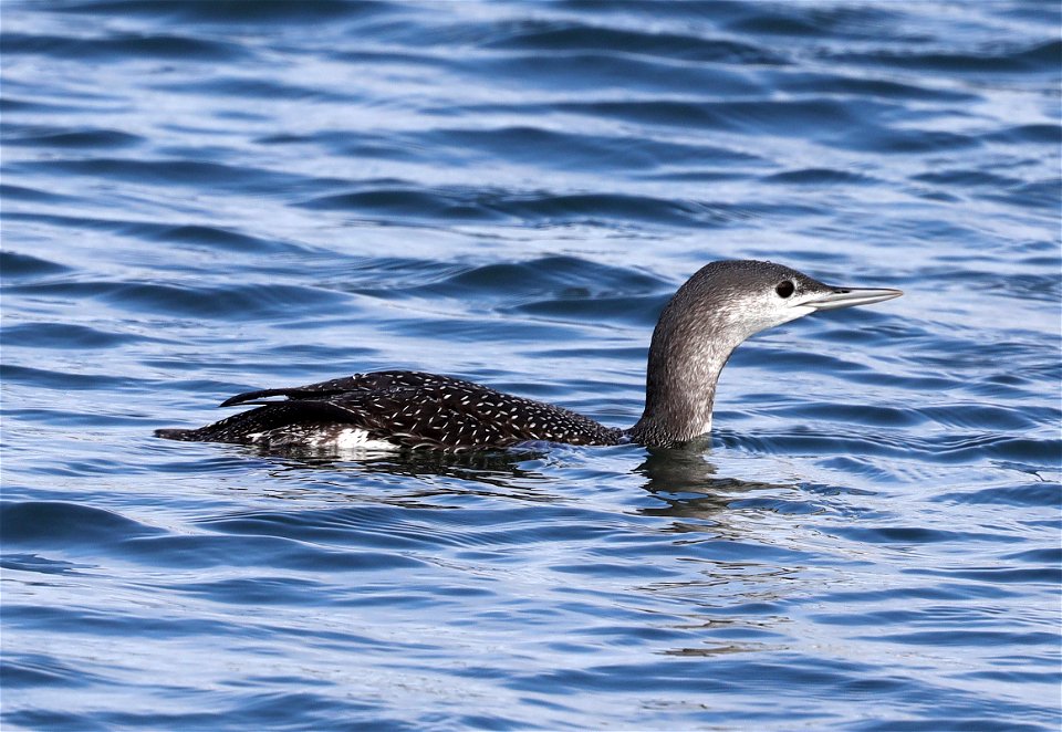 090 - RED-THROATED LOON (10-22-2021) crescent city harbor, del norte co, ca  (13)