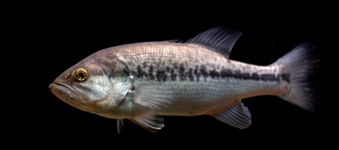 Largemouth Bass (Micropterus salmoides) photo