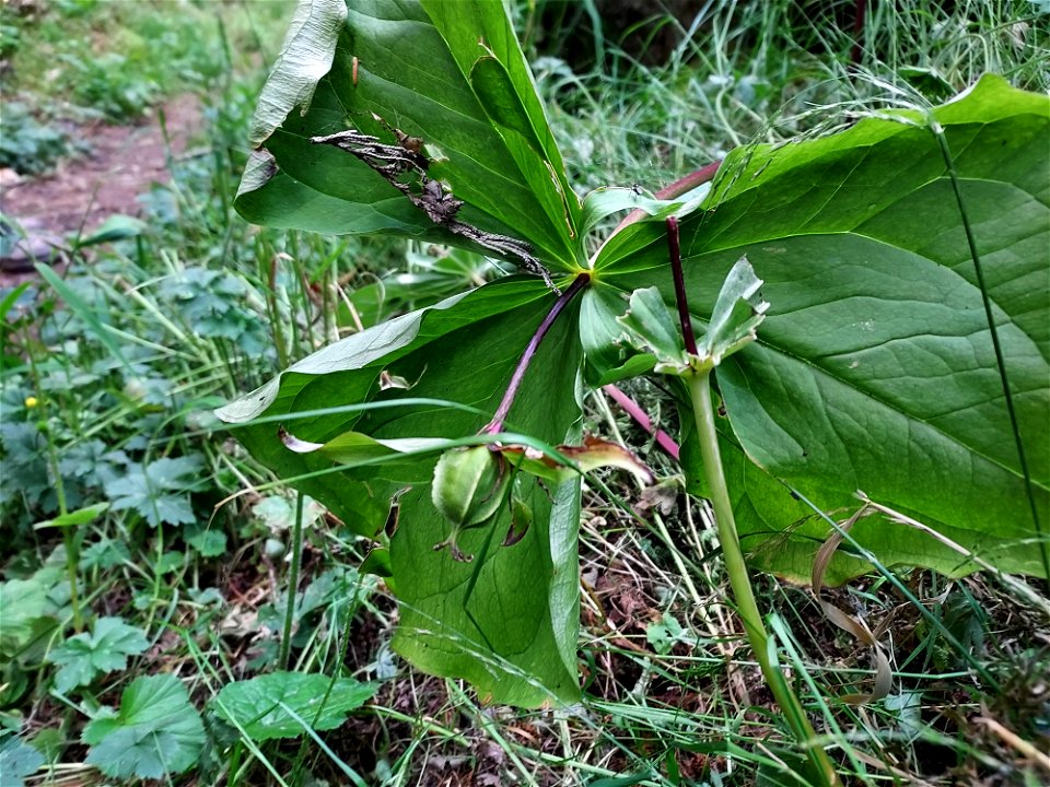Trillium fruit, Mt. Baker-Snoqualmie National Forest. Photo by Anne Vassar July 21, 2021.
