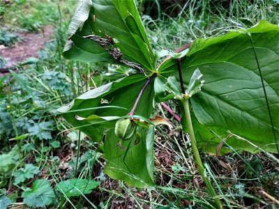 Trillium fruit, Mt. Baker-Snoqualmie National Forest. Photo by Anne Vassar July 21, 2021.