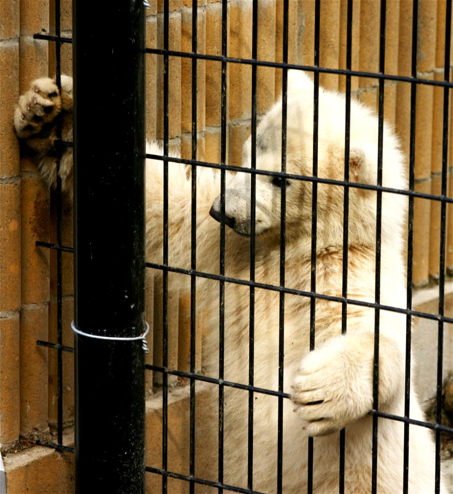 Kali peering out 01