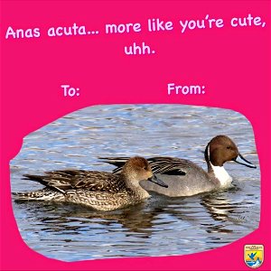 Northern Pintail Valentine's Day Card
