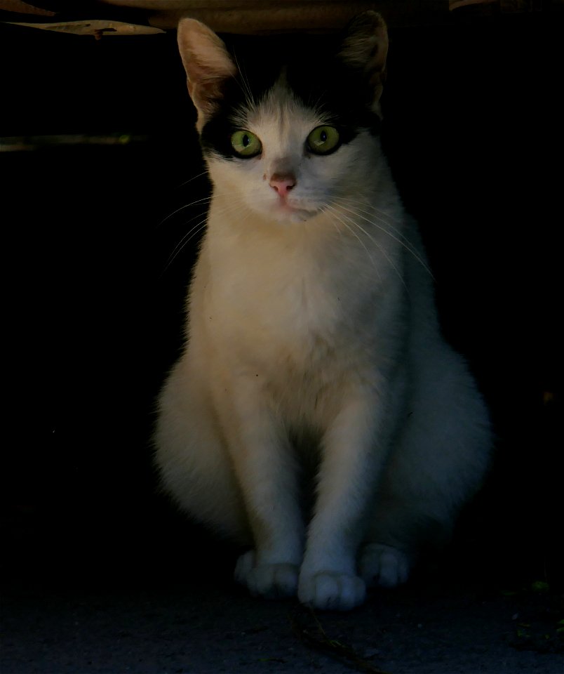 independent-cats_2017_0624_082546