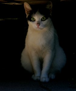 independent-cats_2017_0624_082546 photo