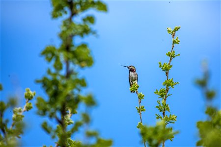 Calliope Hummingbird - Selasphorus calliope