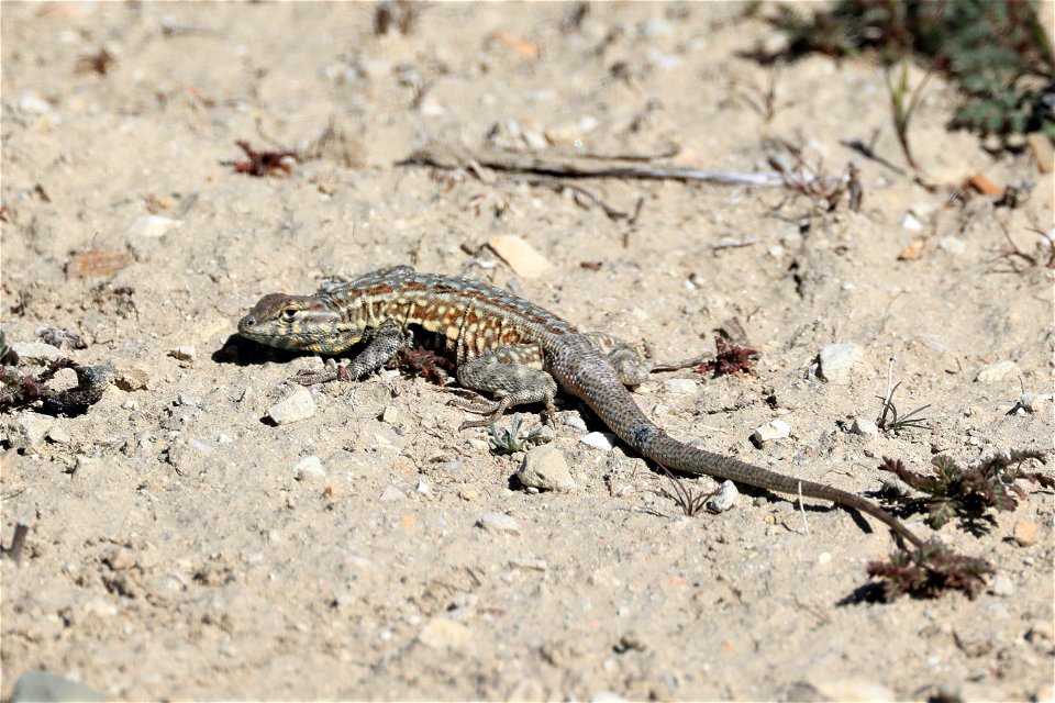 Common side-blotched lizard