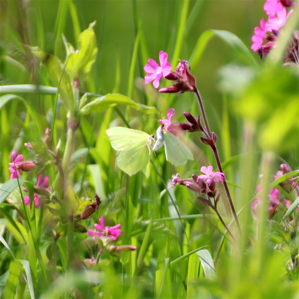 Brimstone photo