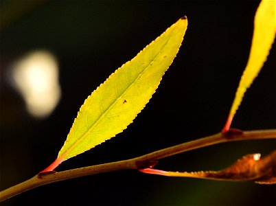 Narrow leaf cottonwood at Seedskadee National Wildlife Refuge photo