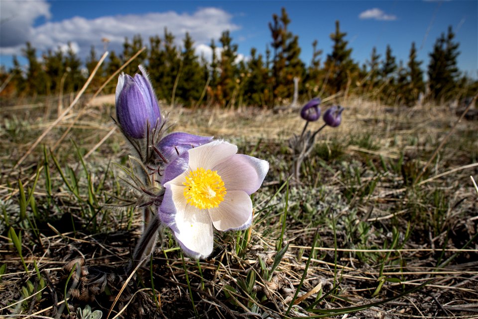 Pasqueflower - Anemone patens photo