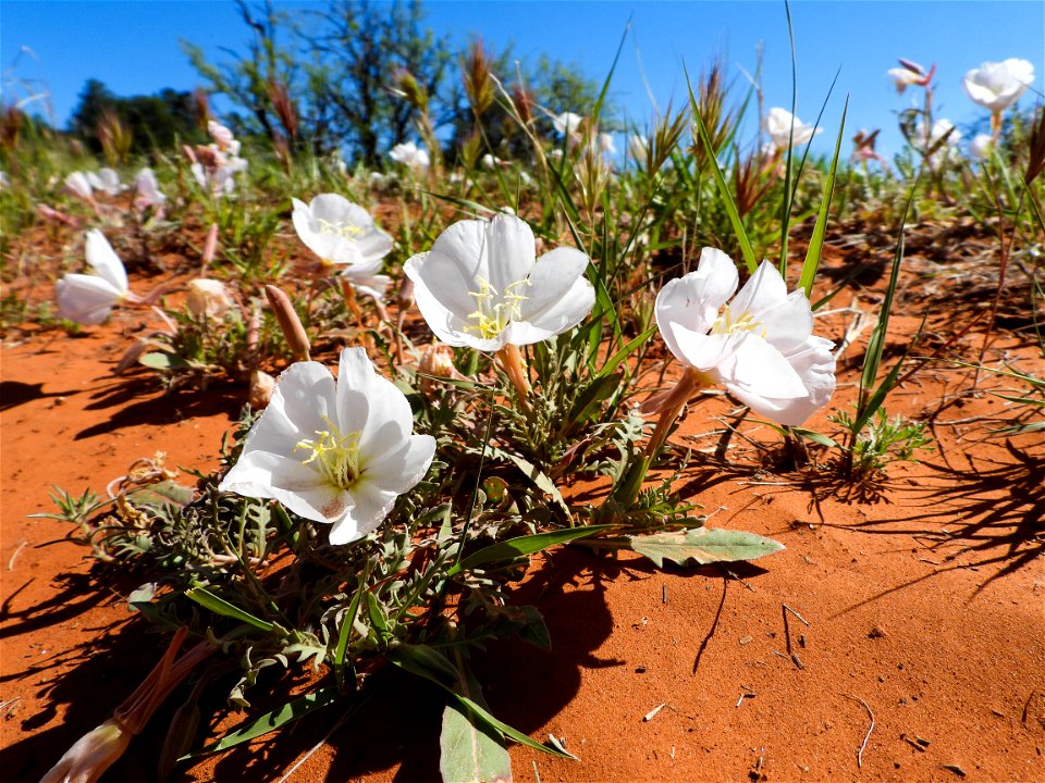 Spring wildflowers-06