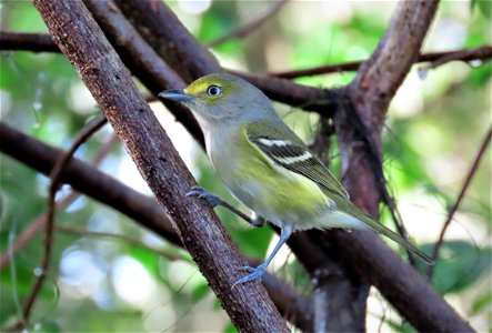 White-eyed Vireo
